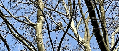 Wie Uhus Krähen vertreiben